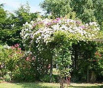 Image result for Peter Beales Roses