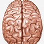 Image result for Blank Brain Diagram to Label