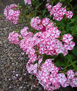 Image result for Phlox Peppermint Twist ® (Paniculata-Group)