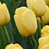 Tulipa Golden Parade に対する画像結果