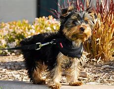 Image result for Most Healthy Small Dog Breeds