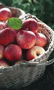 Image result for Apple Green Fruit USA