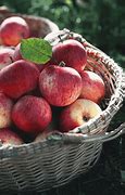 Image result for Shell Pick Apples