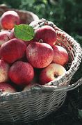 Image result for Apple Tree Laden