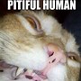 Image result for Scary Animal Memes