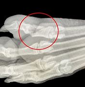 Image result for Dog Broken Toe