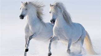 Image result for White Horse Pair HD for PC Wallpaper