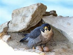 Image result for Baby Peregrine Falcon