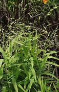 Image result for Chasmanthium latifolium Little Ticker