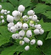 Image result for Actaea rubra Neglecta