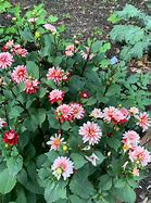 Image result for Dahlia Pacific Time