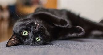 Image result for Best Black Cat Photo