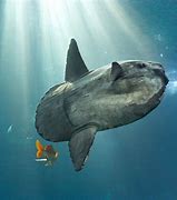 Image result for mola