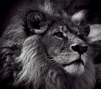 Image result for 4K Black and White Lion