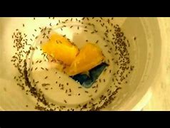 Image result for Newborn Crickets