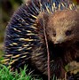 Image result for Echidna Adaptations