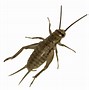 Image result for Cricket Insect Transparent