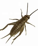 Image result for Cricket Insect PNG