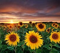 Image result for Sunflower Photos/Wallpaper