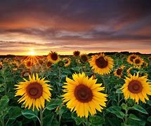 Image result for Cool Sunflower Wallpaper