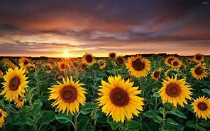 Image result for Sunflower HD