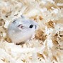 Image result for Wild Hamster Burrow