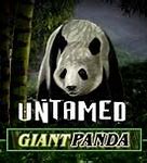 Image result for Giant panda Le Le