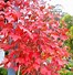 Image result for Acer rubrum Fairview Flame