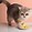 Image result for Cheese Cat Meme