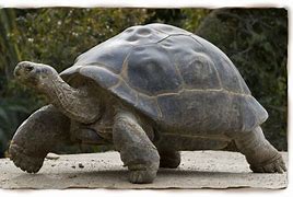 Image result for Biggest Turtle Ever