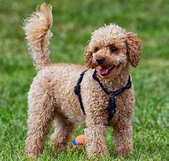 Image result for Moyen Poodle Grown