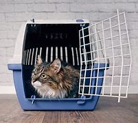 Image result for Moving Cat