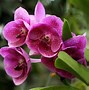 Image result for Colorful Orchids