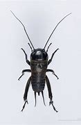 Image result for Parasitic Crickets