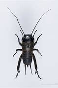 Image result for Smallest Insect On Earth