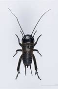 Image result for Cricket Small Animal