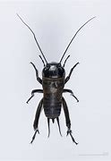 Image result for Cricket Insect in Marathi