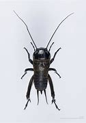 Image result for Simple Cricket Insect