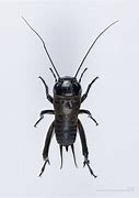 Image result for Moon Cricket Insect