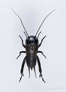 Image result for Armored Cricket
