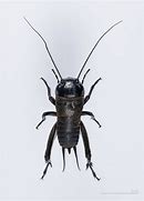 Image result for Cricket Insect