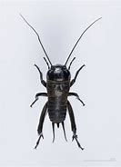 Image result for Male Cricket Insect