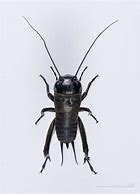 Image result for Cricket Bug Drawing