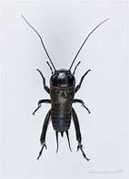 Image result for Cricket Animal