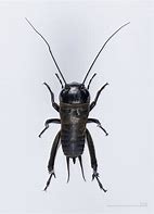 Image result for Cricket Insect in a Suit
