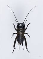 Image result for Cricket Bug with Stinger