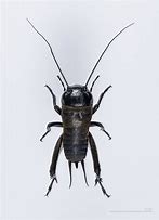 Image result for Shiny Cricket Bug