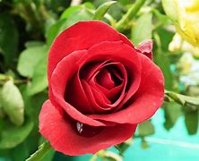 Image result for Give Me My Roses