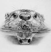 Image result for Realistic Pencil Drawings River Otter