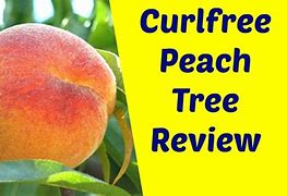 Image result for Peach Leaf Curl Resistant Varieties